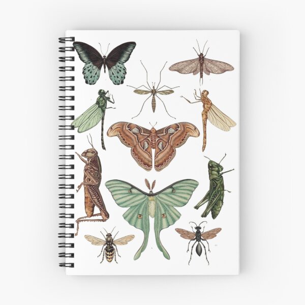 Item preview, Order Orthoptera designed and sold by PatronesKawai.