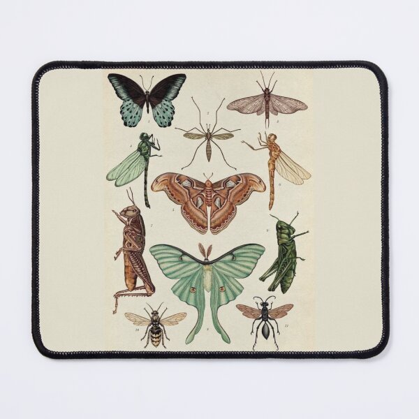 Item preview, Order Orthoptera designed and sold by PatronesKawai.