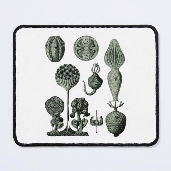 Item preview, Order Scleractinia designed and sold by PatronesKawai.