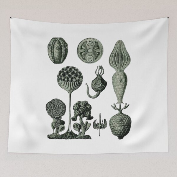Item preview, Order Scleractinia designed and sold by PatronesKawai.