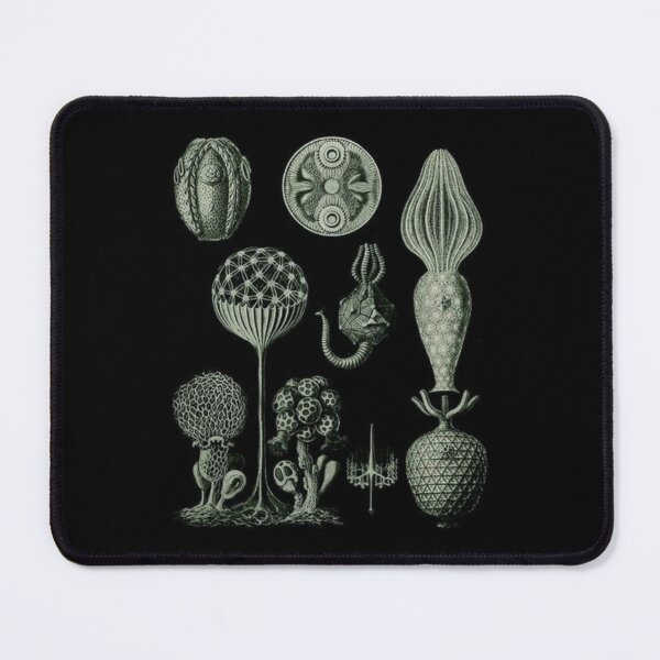 Item preview, Order Scleractinia designed and sold by PatronesKawai.