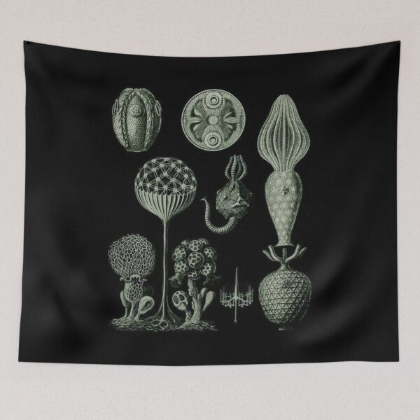 Item preview, Order Scleractinia designed and sold by PatronesKawai.