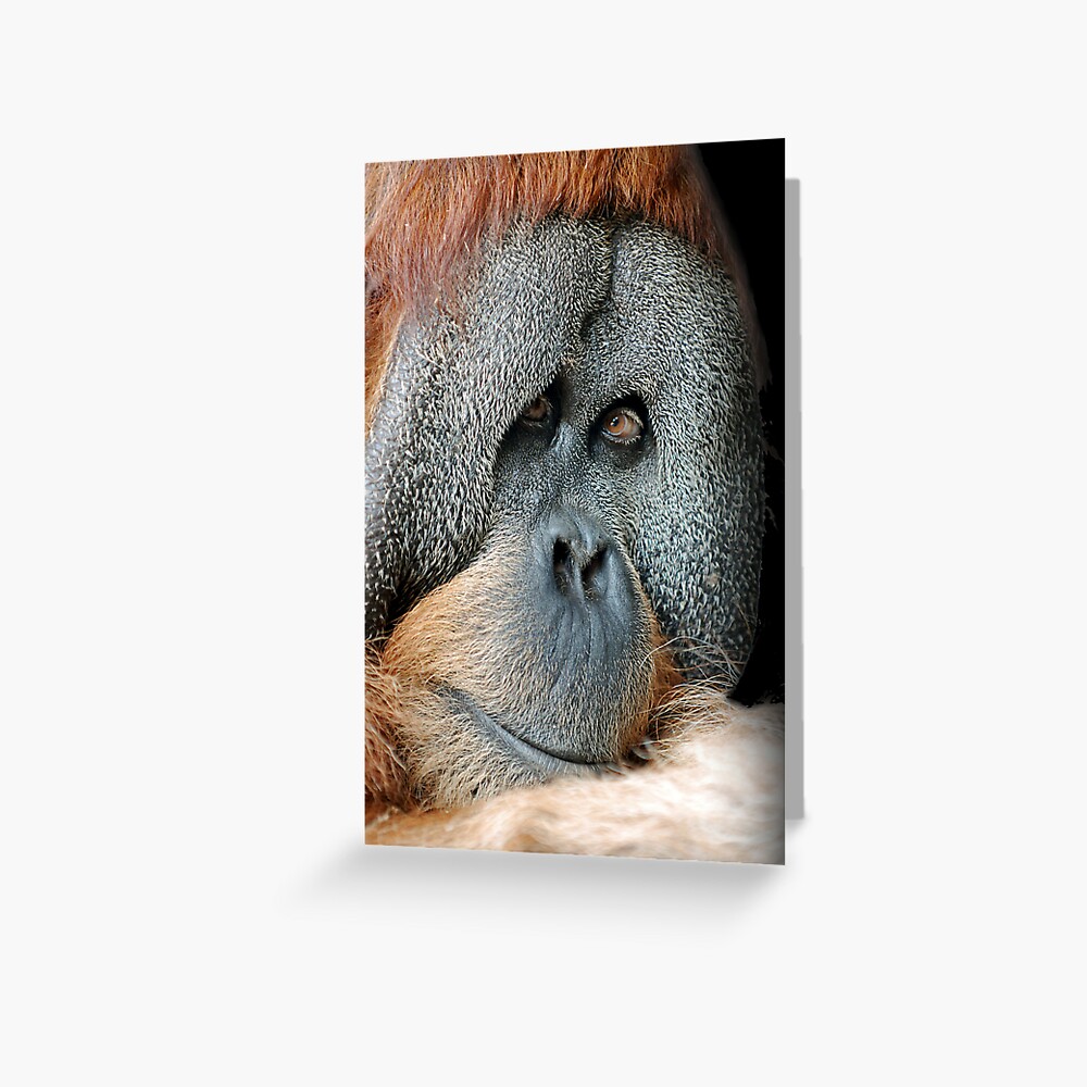 Male Orang-Utan Greeting Card