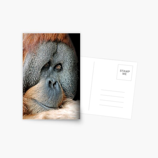 Male Orang-Utan Postcard