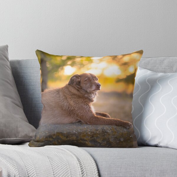 Item preview, Golden dog at sunset in summer designed and sold by claudiacontena.