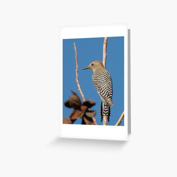 Gila Woodpecker Greeting Card