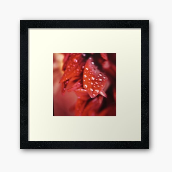 Item preview, Dew Kissed Ku Leuven University Petal at Sunrise designed and sold by 0palinemakr.