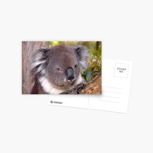 Koala at Cleland Park Postcard