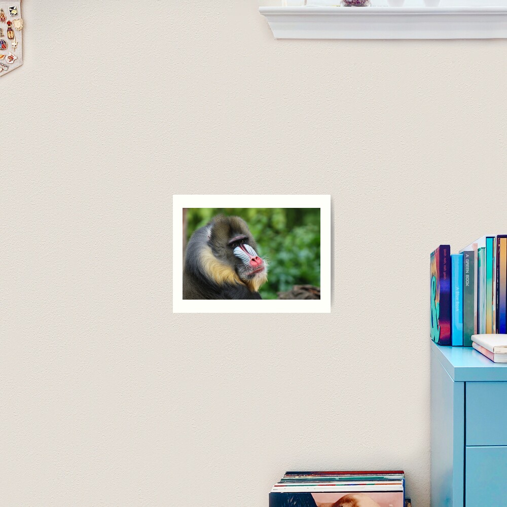 Male Mandrill Art Print