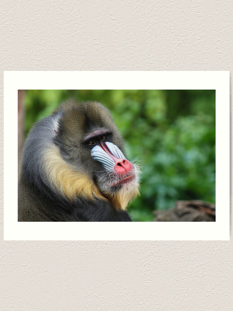 Alternate view of Male Mandrill Art Print
