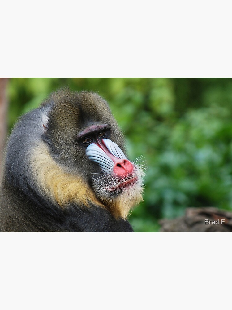 Male Mandrill by bfra