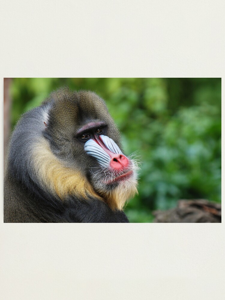 Alternate view of Male Mandrill Photographic Print
