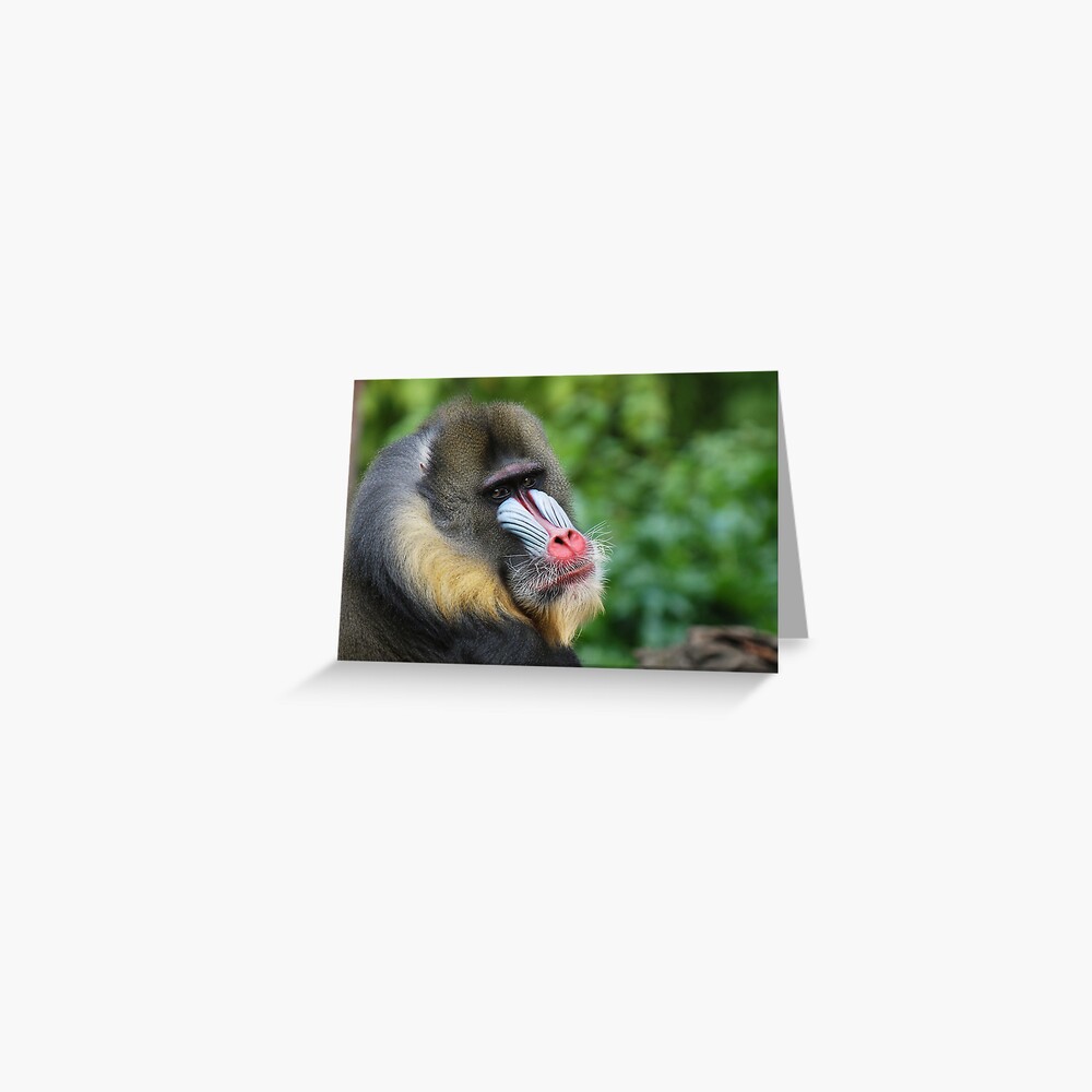 Male Mandrill Greeting Card