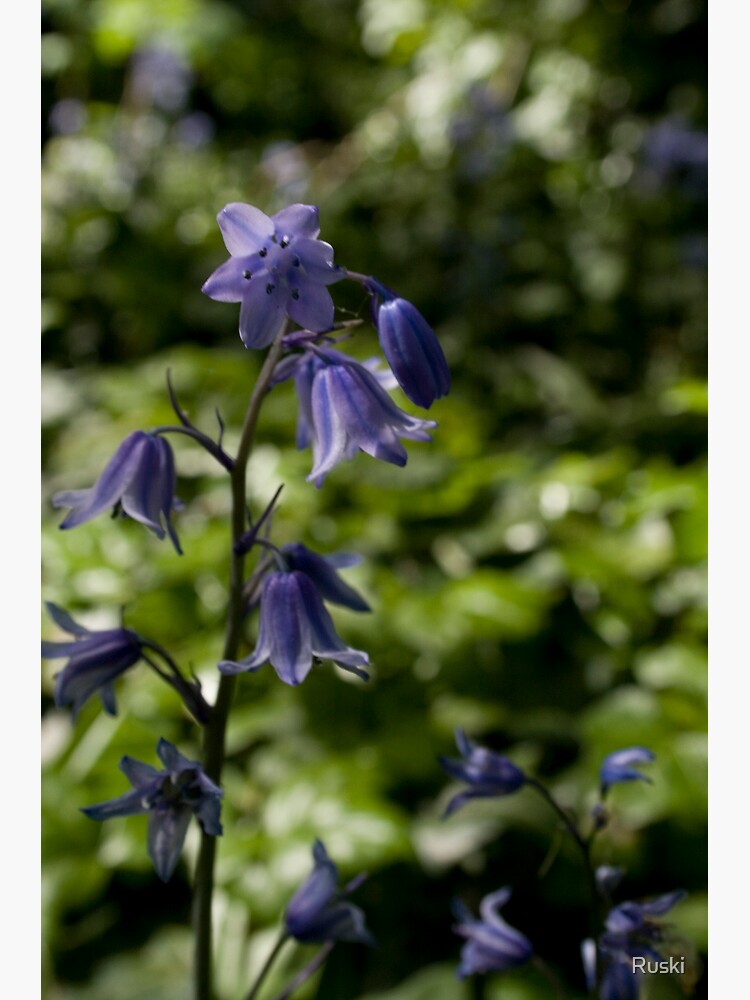 Bluebell by Ruski