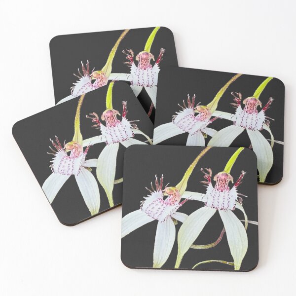 Item preview, Spider orchids, Esperance Western Australia designed and sold by Brooze.