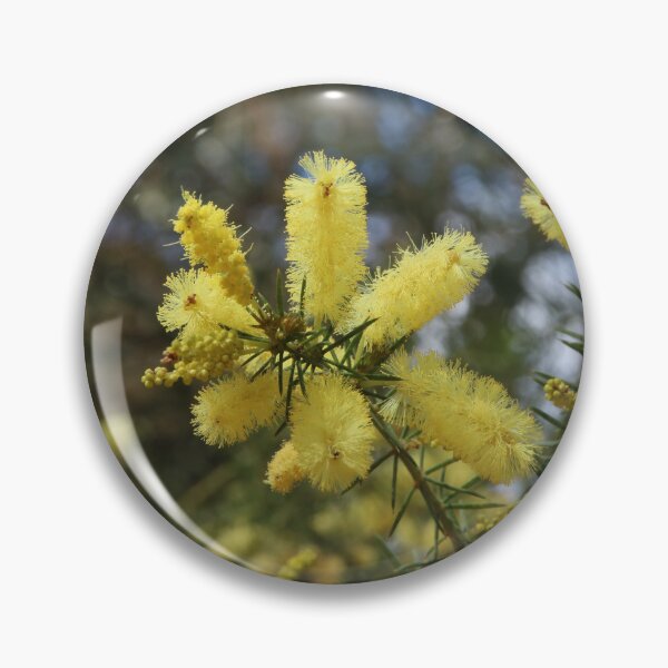 Item preview, Branches of Snowy River Wattle Flowers designed and sold by Honey Myrtle Studio.