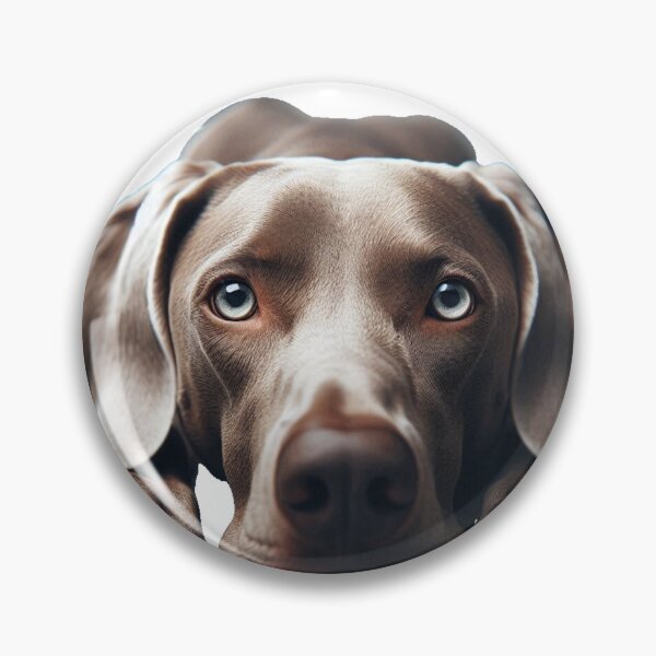 Item preview, Down Stay Weimaraner designed and sold by PamsAIArt.