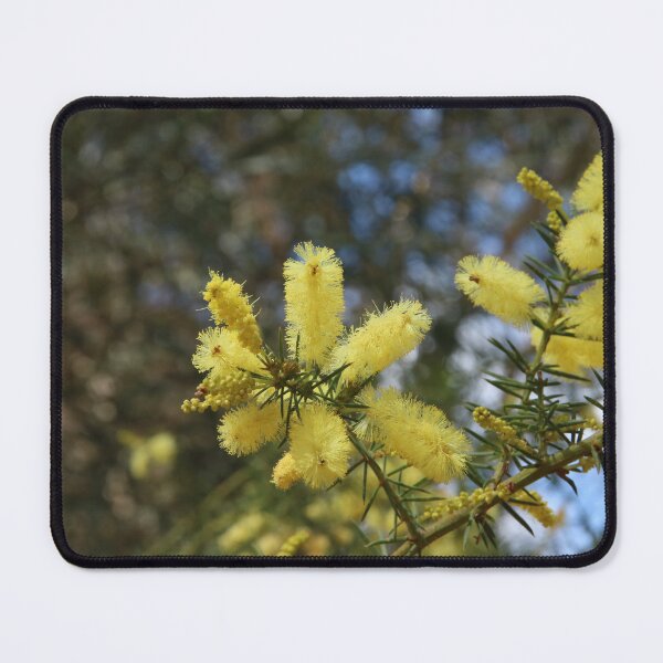 Item preview, Branches of Snowy River Wattle Flowers designed and sold by Honey Myrtle Studio.