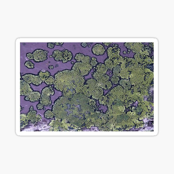Item preview, lichen designed and sold by KathleenDawson.