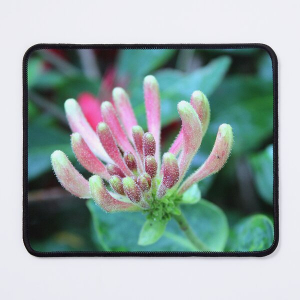 Item preview, honeysuckle designed and sold by KathleenDawson.
