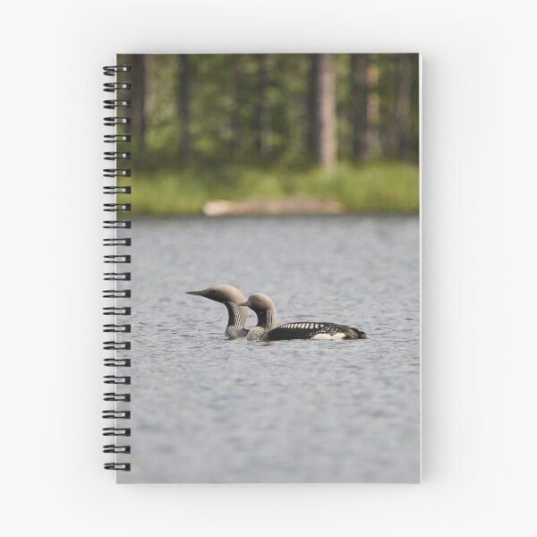 Item preview, Taking care of the young ones. Black-throated loon 2 designed and sold by Jouko Lehto Photography.