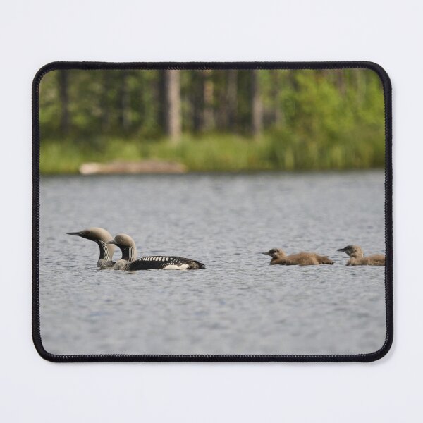 Item preview, Taking care of the young ones. Black-throated loon 2 designed and sold by Jouko Lehto Photography.