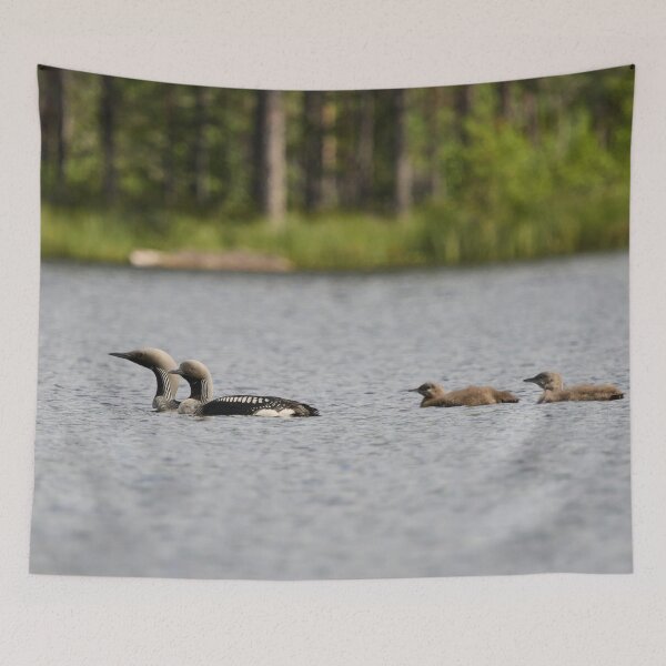 Item preview, Taking care of the young ones. Black-throated loon 2 designed and sold by Jouko Lehto Photography.