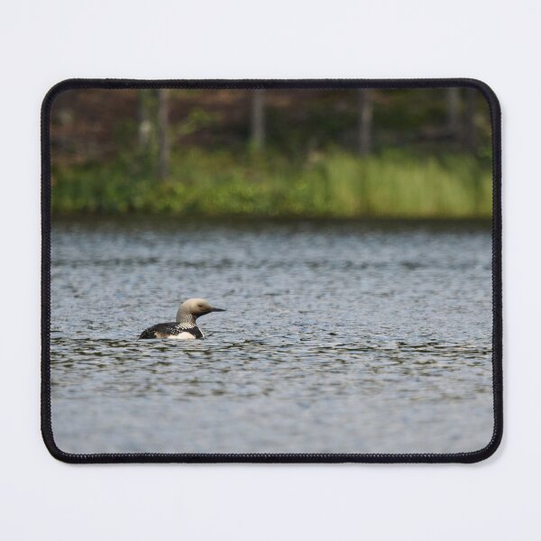 Item preview, Sunshine. Black-throated loon designed and sold by Jouko Lehto Photography.