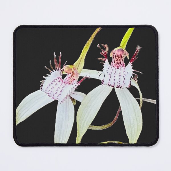 Item preview, Spider orchids, Esperance Western Australia designed and sold by Brooze.