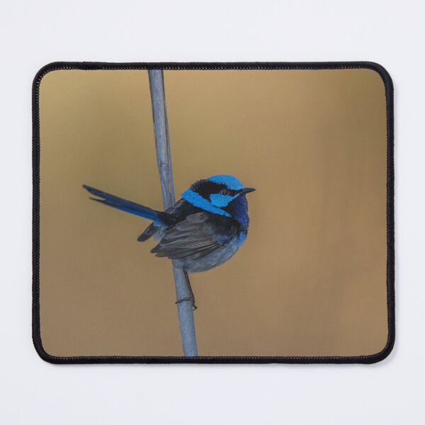 Item preview, Male Superb fairywren designed and sold by Puttaswamy Ravishankar.