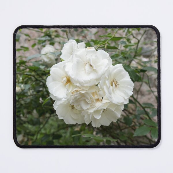 Item preview, Fully Bloomed Cluster of White Roses designed and sold by Georgia Mizuleva.