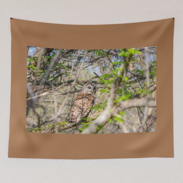 Item preview, Barred Owl Perched in Spring Trees designed and sold by Debra Martz.