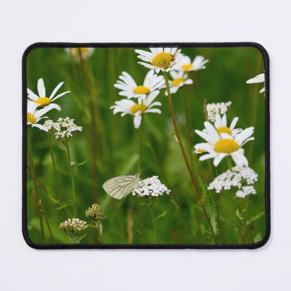 Item preview, Green-veined white and daisies designed and sold by Jouko Lehto Photography.