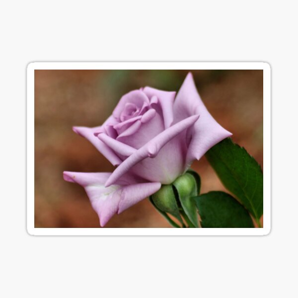 The 'BLUE MOON' a rose with exceptional beauty and elegance ! Sticker