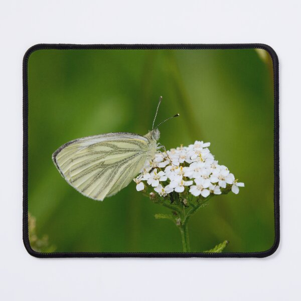 Item preview, Green-veined white Pieris napi designed and sold by Jouko Lehto Photography.