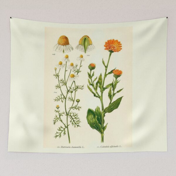 Item preview, Order Asterales designed and sold by PatronesKawai.