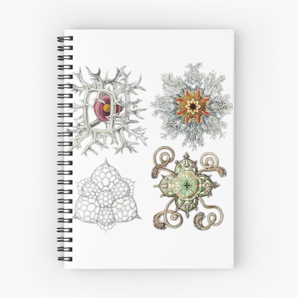 Item preview, The Radiolarians designed and sold by PatronesKawai.