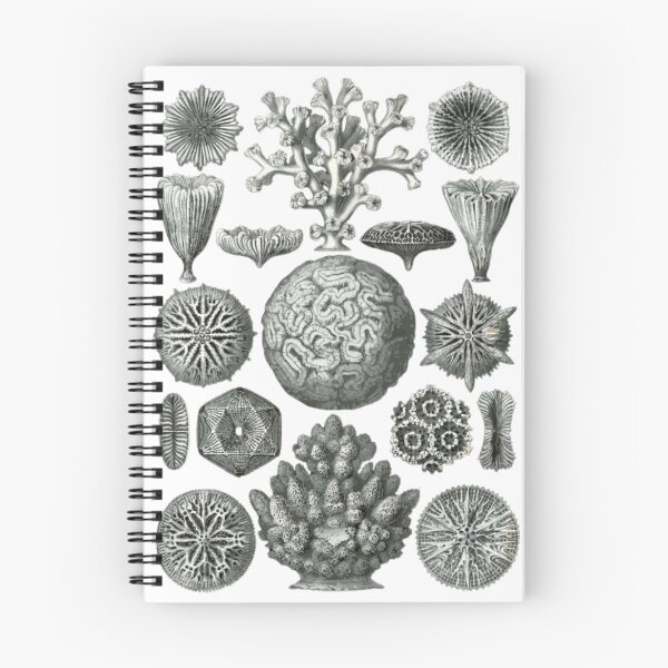 Item preview, Order Scleractinia designed and sold by PatronesKawai.