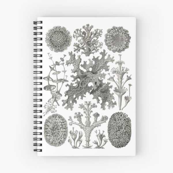 Item preview, Order Scleractinia designed and sold by PatronesKawai.