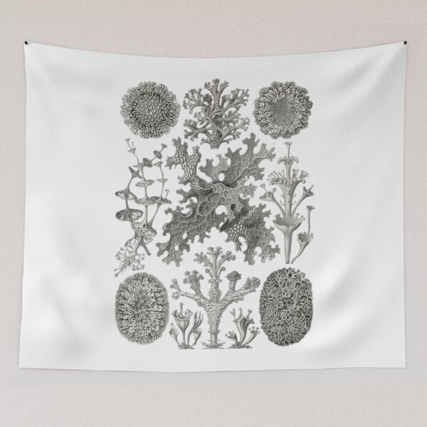 Item preview, Order Scleractinia designed and sold by PatronesKawai.