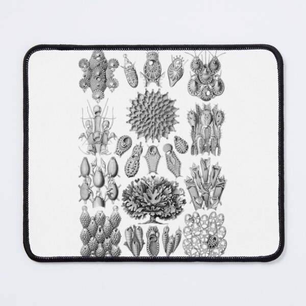 Item preview, Order Scleractinia designed and sold by PatronesKawai.