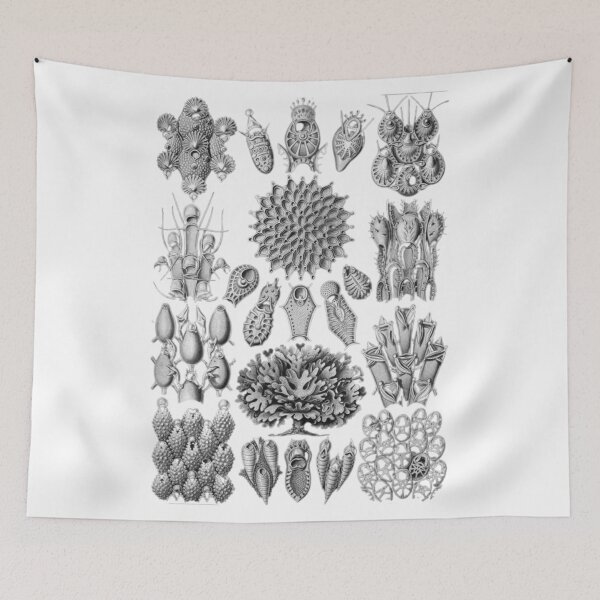 Item preview, Order Scleractinia designed and sold by PatronesKawai.