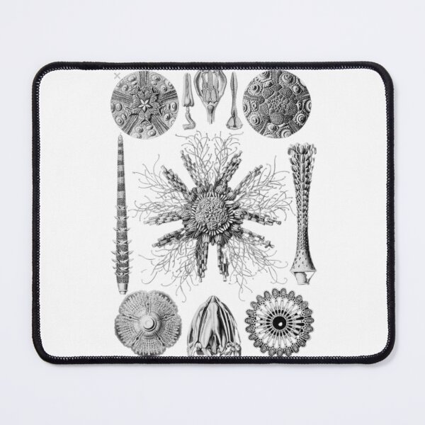 Item preview, Order Scleractinia designed and sold by PatronesKawai.