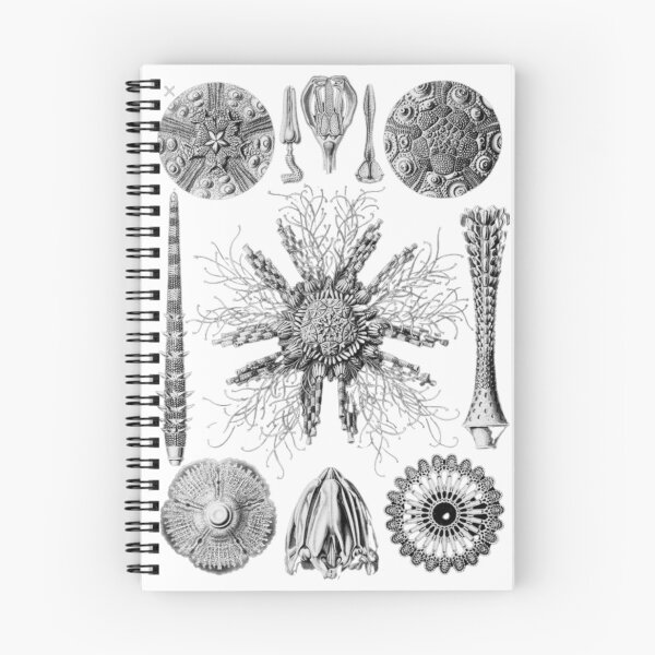 Item preview, Order Scleractinia designed and sold by PatronesKawai.