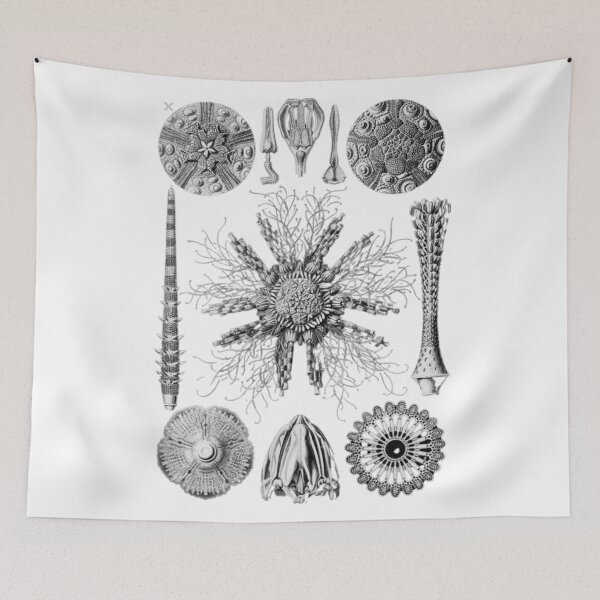 Item preview, Order Scleractinia designed and sold by PatronesKawai.
