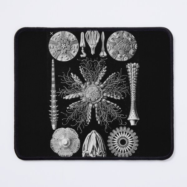 Item preview, Order Scleractinia designed and sold by PatronesKawai.