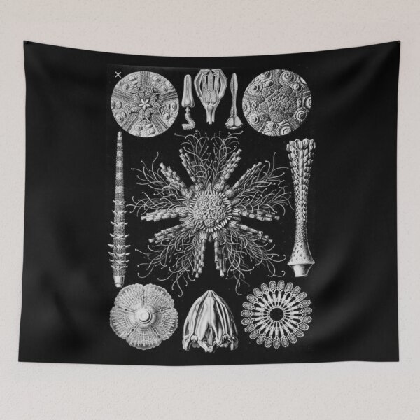 Item preview, Order Scleractinia designed and sold by PatronesKawai.