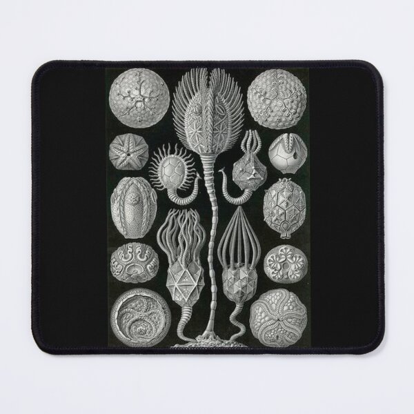 Item preview, Order Scleractinia designed and sold by PatronesKawai.