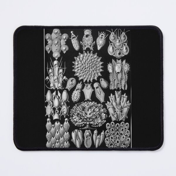 Item preview, Order Scleractinia designed and sold by PatronesKawai.