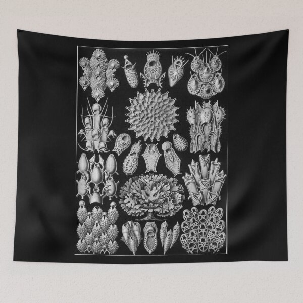 Item preview, Order Scleractinia designed and sold by PatronesKawai.
